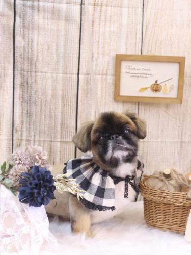 20241014スピカくん